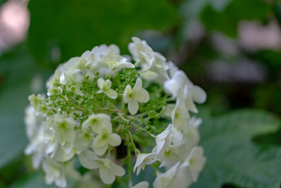 Close-up of white flowering plant