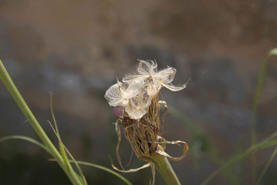 Close-up of insect on leaf