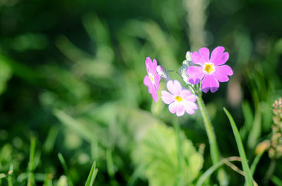 Close-up of pink flowering plants on field