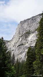 Pine tree on cliff against sky