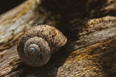 Close-up of snail on wood