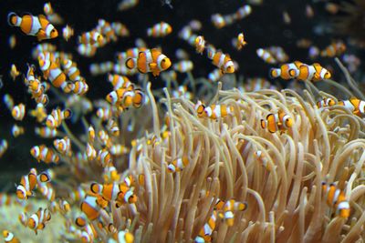 View of fish underwater