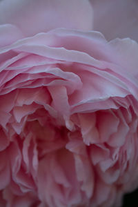 Close-up of pink rose flower