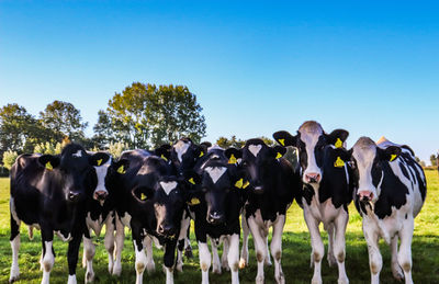 View of cows against clear sky