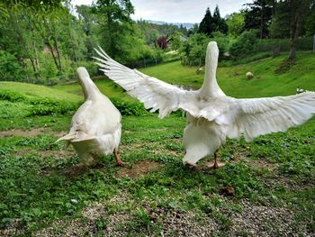 View of birds on field