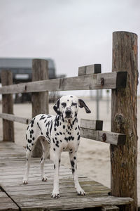 Dogs standing on wood