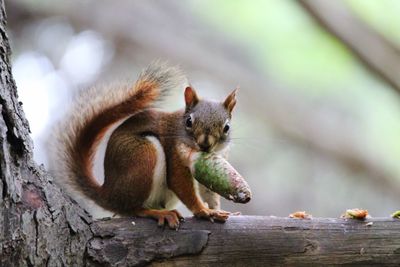 Close-up of squirrel