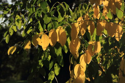 Close-up of yellow flowering plant leaves
