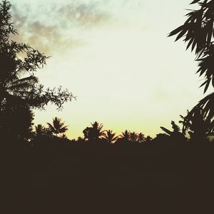 Silhouette of trees at sunset