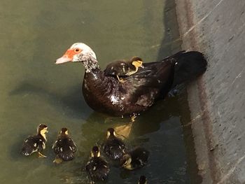 View of birds in water