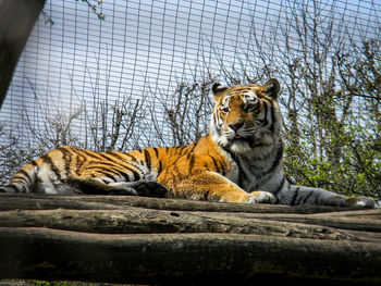 Cat resting in a zoo