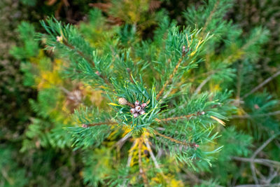 Close-up of spider on plant