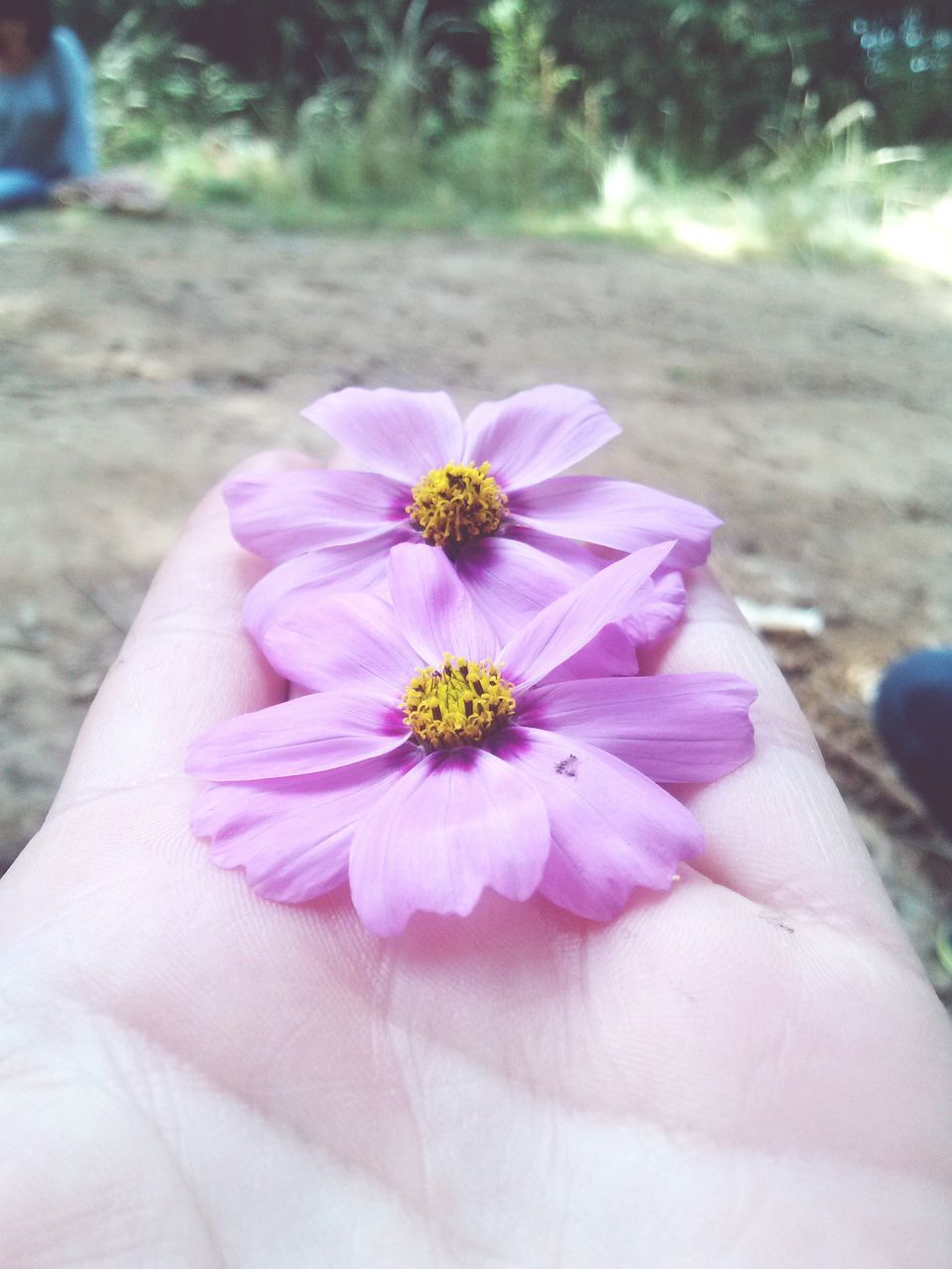 flower, petal, flower head, fragility, focus on foreground, freshness, single flower, person, pink color, close-up, pollen, beauty in nature, holding, part of, nature, stamen, unrecognizable person