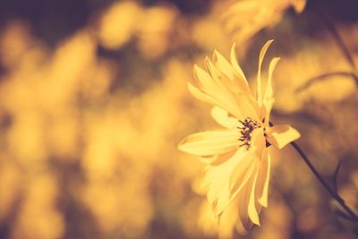 Close-up of yellow flowering plant