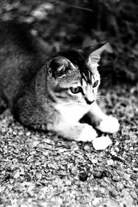 Close-up portrait of cat