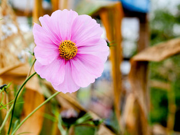 Close-up of pink flower blooming outdoors