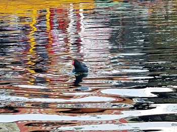 High angle view of duck swimming in lake