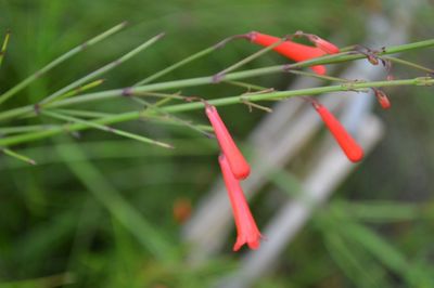 Close-up of red chili peppers on plant