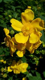 Close-up of yellow flower