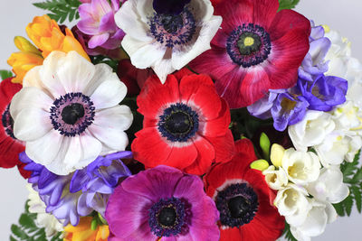 High angle view of multi colored flowering plant