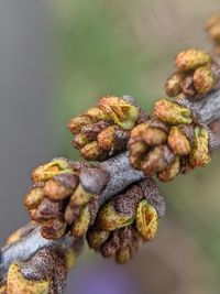 Close-up of seabuckthorn male flowers