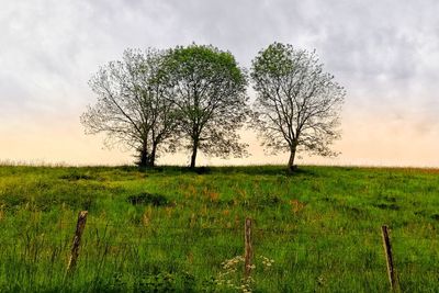 Bare tree on field against sky