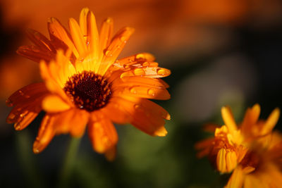 Close-up of flower blooming outdoors