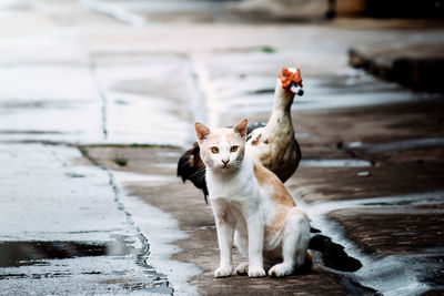 Portrait of cat sitting by duck on wet footpath