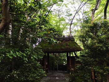 Empty walkway in forest