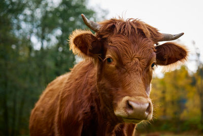 Brown cow grazing on field. jersey cow eating green grass on pasture. cattle breeding