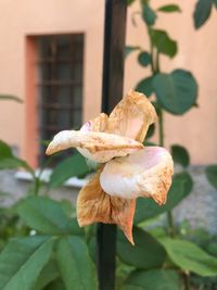 Close-up of wilted flower on plant