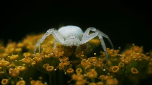 Close-up of yellow flower