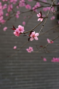 Close-up of pink cherry blossom