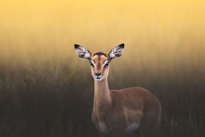 Portrait of an impala standing on field