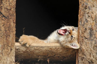 Portrait of cat on tree trunk