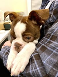 Close-up of a dog looking at home