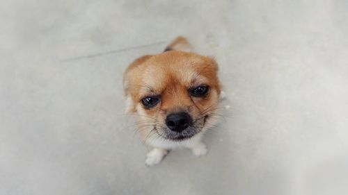 Portrait of cute puppy