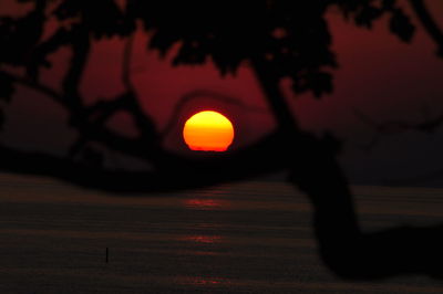 Close-up of silhouette tree against orange sky