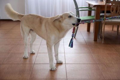 Dog looking away while standing on hardwood floor