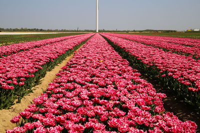 Pink tulips on field against sky