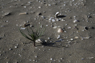 High angle view of leaf on beach