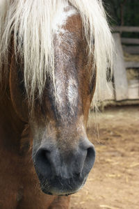 Close-up of a horse