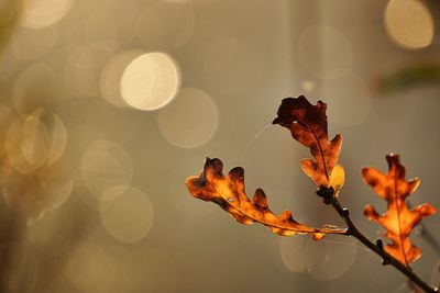 Close-up of autumn leaves