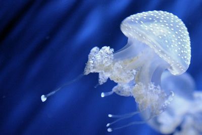 Close-up of jellyfish swimming in sea