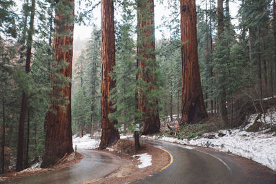 Road amidst trees in forest