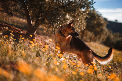 View of dog on field