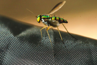 Macro shot of fly