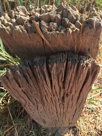 Close-up of wood on field