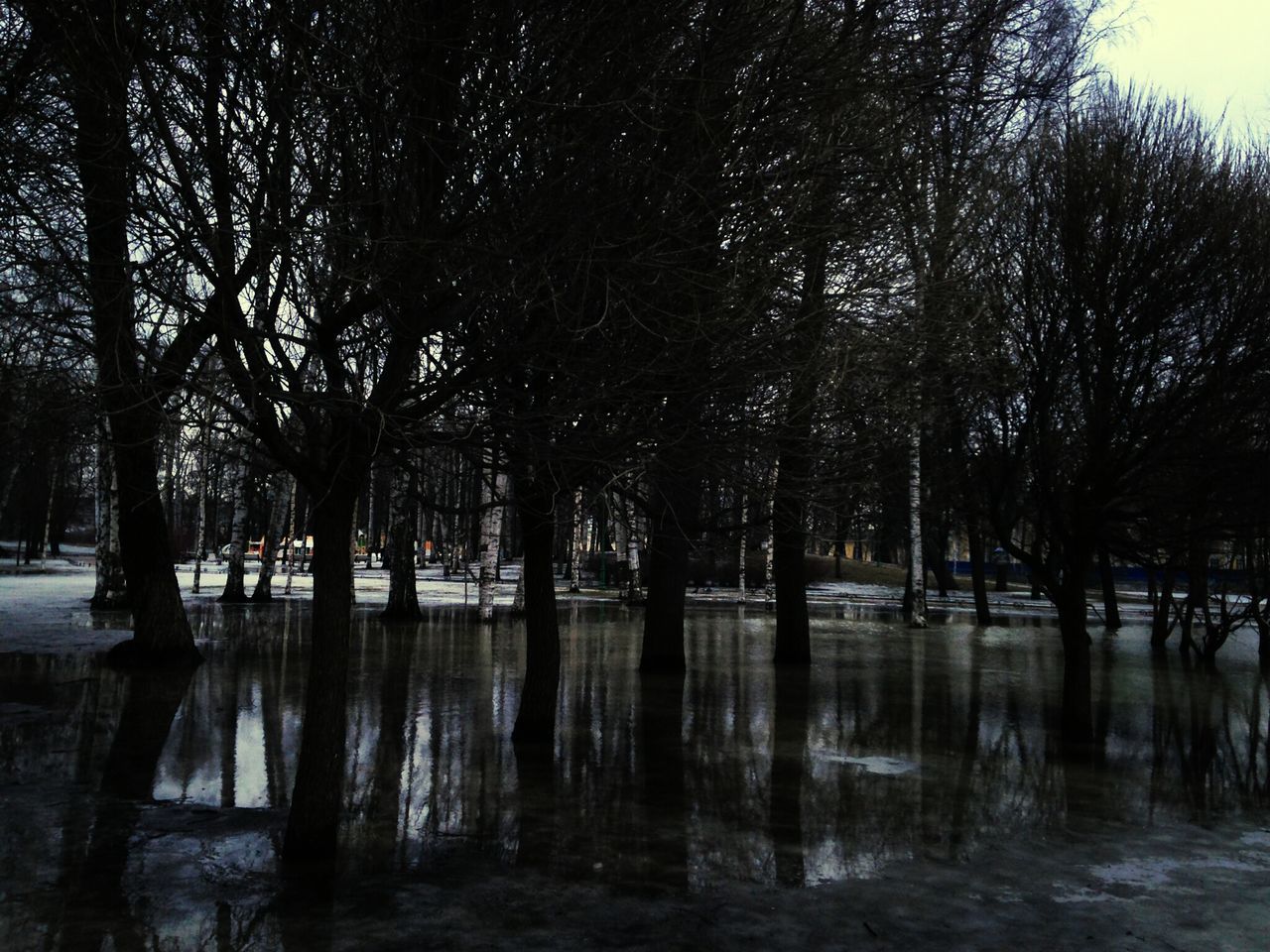 tree, water, tranquility, reflection, lake, tranquil scene, nature, beauty in nature, scenics, waterfront, growth, forest, tree trunk, bare tree, river, branch, outdoors, idyllic, non-urban scene, sky