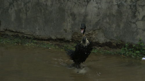 Close-up of duck swimming in lake